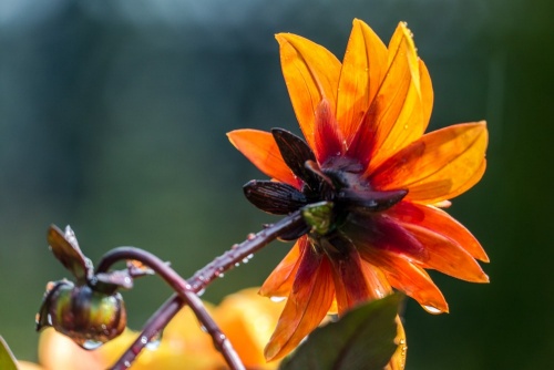 Flowers after an autumn shower